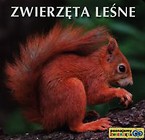 Zwierzęta leśne