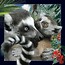 Magnes 3D Lemur