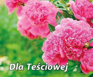 Perełka 269 Dla teściowej