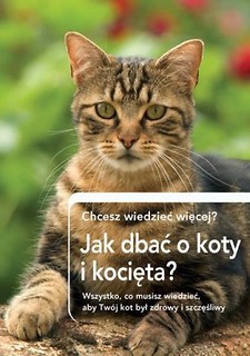 Jak dbać o koty i kocięta?