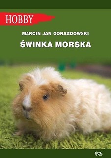 Świnka morska w.2018